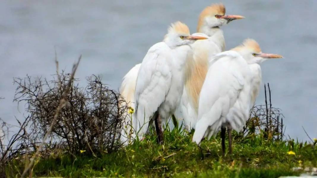 Hatay’da Milleyha Sulak Alanı Göçmen Kuşlarla Görsel Şölen Sunuyor 6